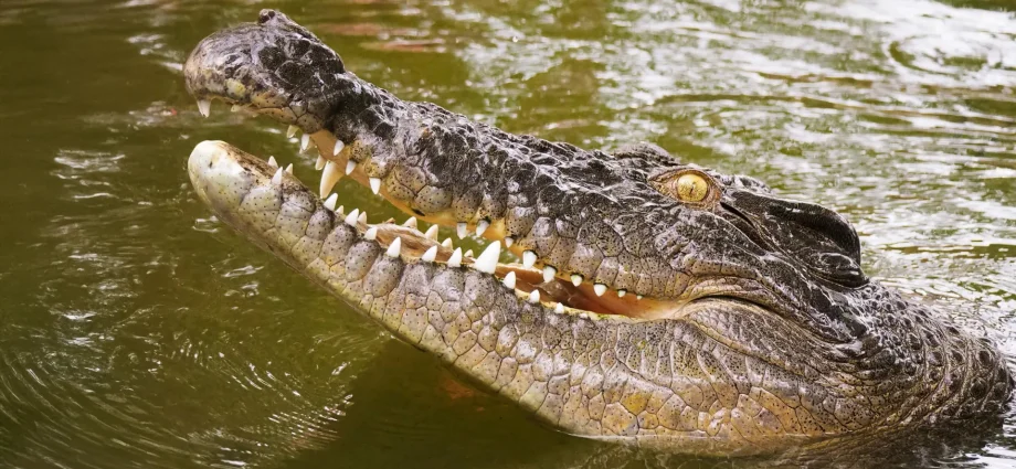 dna-solves-250-year-old-mystery-of-the-seychelles’-lost-crocodiles