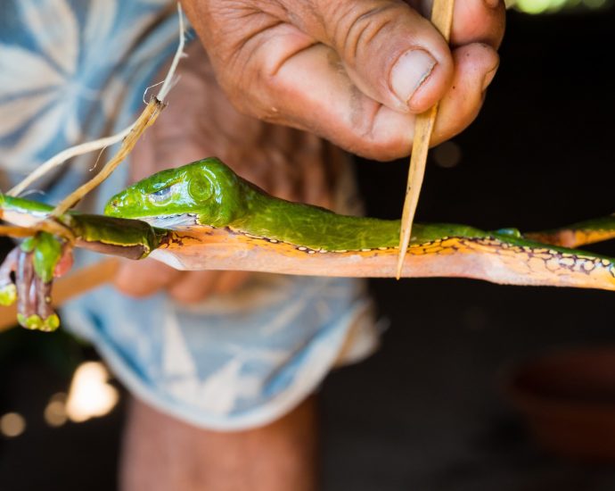 kambo:-what-is-the-frog-poison-‘spiritual-ritual’-killing-detoxers?