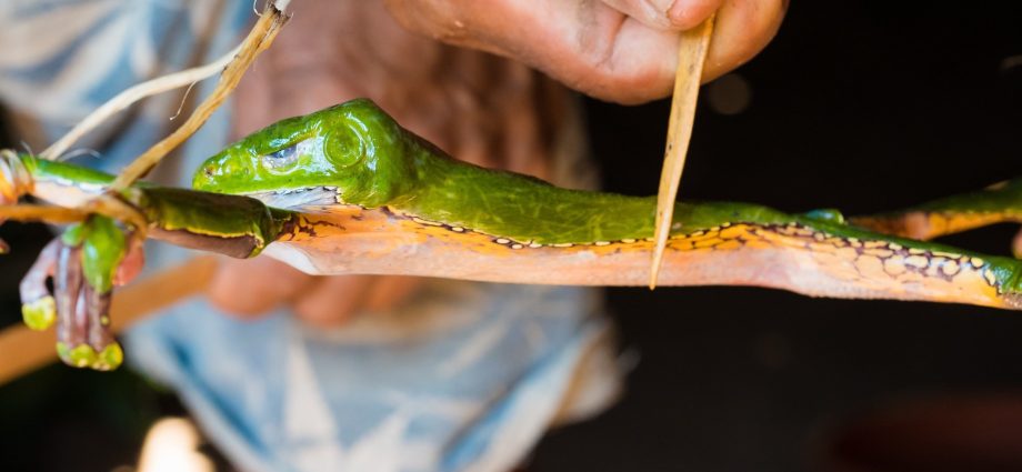 kambo:-what-is-the-frog-poison-‘spiritual-ritual’-killing-detoxers?