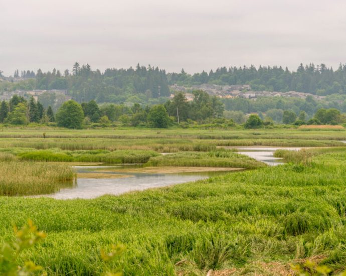 as-federal-wetlands’-protections-falter,-washington-state-scientists-turn-to-ai-as-a-conservation-tool