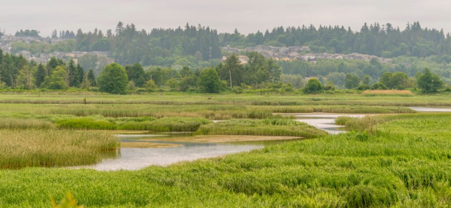 as-federal-wetlands’-protections-falter,-washington-state-scientists-turn-to-ai-as-a-conservation-tool