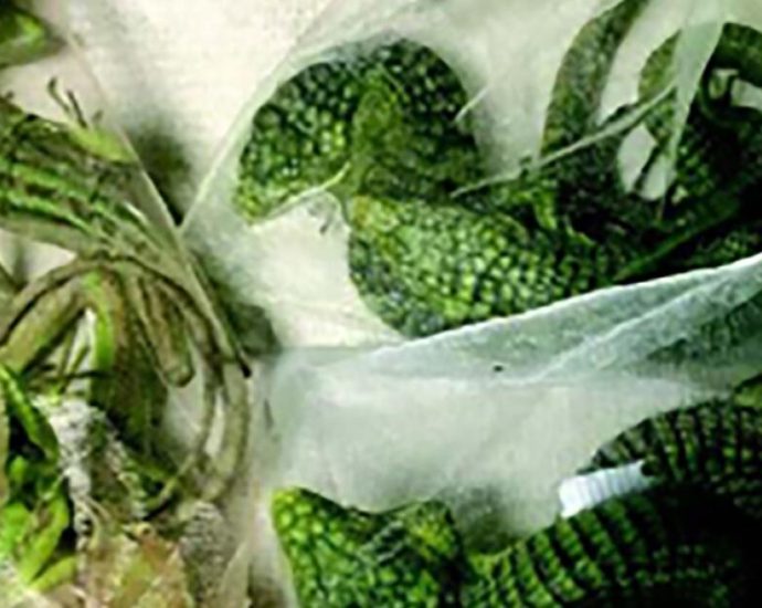 baby-alligator-smuggler-from-oxnard-headed-to-federal-prison