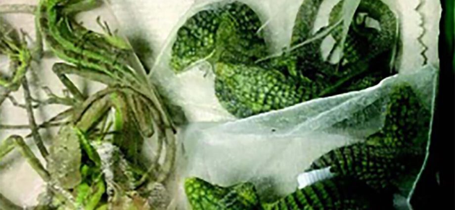 baby-alligator-smuggler-from-oxnard-headed-to-federal-prison