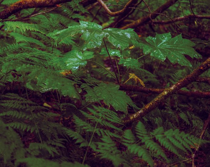 when-the-most-aggressive-seeming-greenery-has-a-softer-side