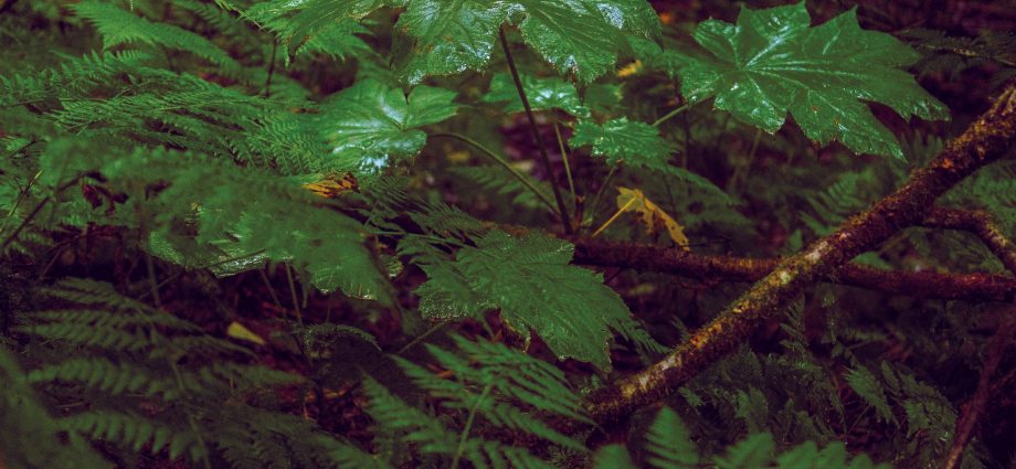when-the-most-aggressive-seeming-greenery-has-a-softer-side