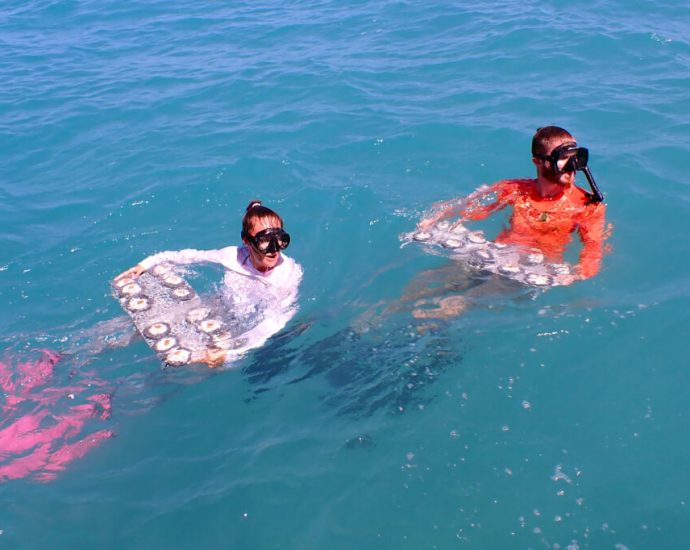 scientists-outplant-experimental-‘flonduran’-corals-in-florida’s-dry-tortugas-national-park
