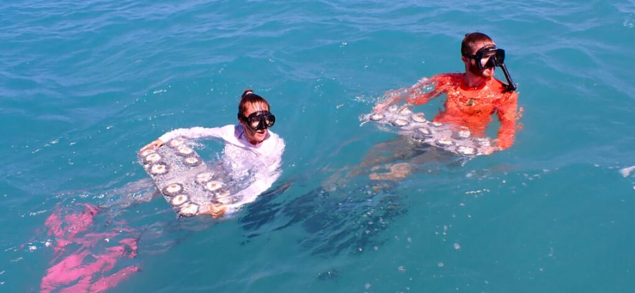 scientists-outplant-experimental-‘flonduran’-corals-in-florida’s-dry-tortugas-national-park