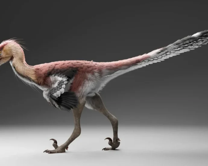 this-newly-discovered-raptor-may-have-hunted-like-a-giant-heron