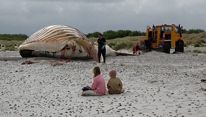 ‘timmy’-the-humpback-whale-hauled-ashore-on-danish-island