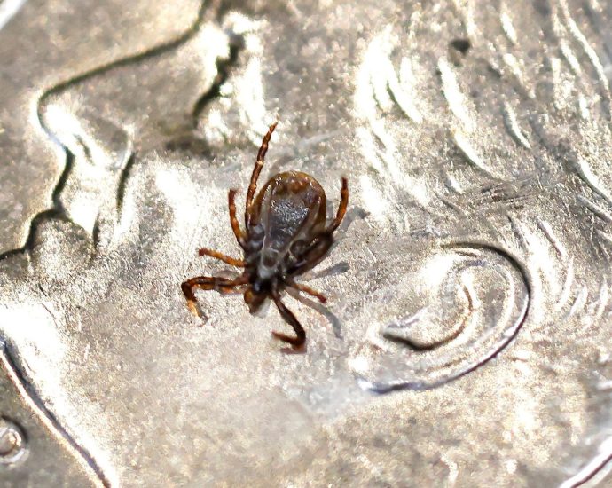 red-meat-allergy-rises-with-ticks-as-hhs-targets-lyme-disease,-alpha-gal-syndrome