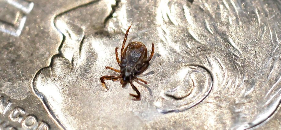 red-meat-allergy-rises-with-ticks-as-hhs-targets-lyme-disease,-alpha-gal-syndrome