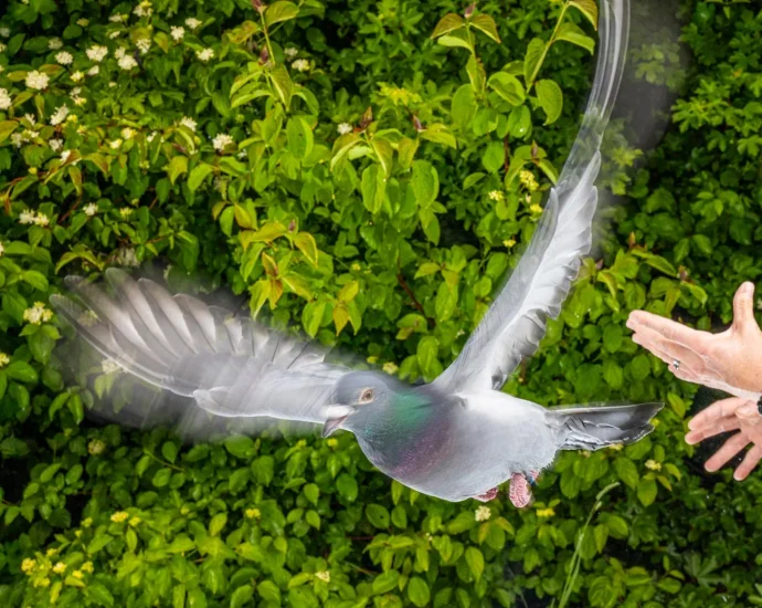 the-secret-to-pigeons’-incredible-navigation-was-hiding-in-their-liver