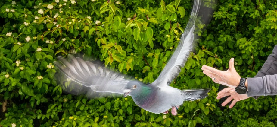 the-secret-to-pigeons’-incredible-navigation-was-hiding-in-their-liver