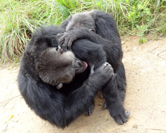 chimpanzees-and-bonobos-have-human-like-friend-circles,-study-finds