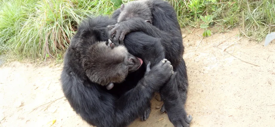 chimpanzees-and-bonobos-have-human-like-friend-circles,-study-finds