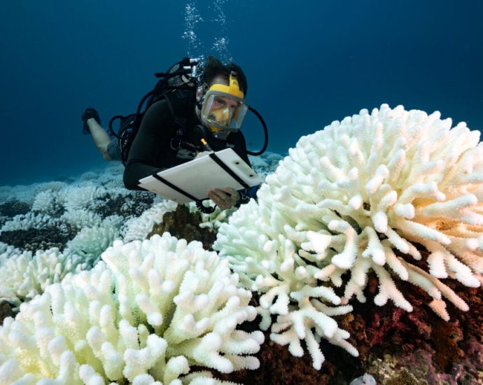 coral-reefs-in-french-polynesia-are-stuck-between-life-and-death