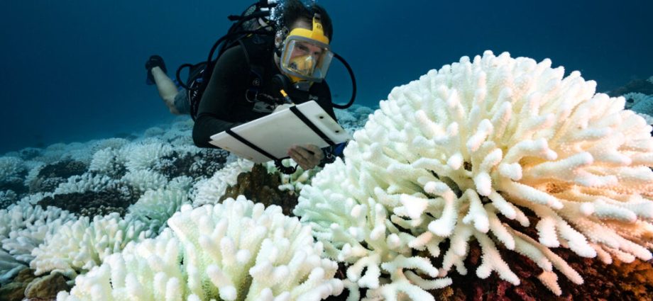coral-reefs-in-french-polynesia-are-stuck-between-life-and-death