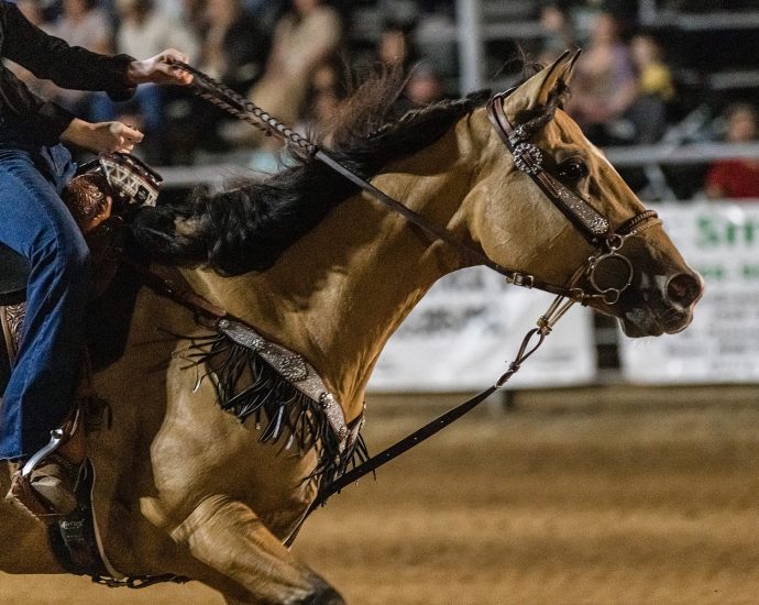 teen-horse-competitor-accused-of-hurting-animals-during-las-vegas-event