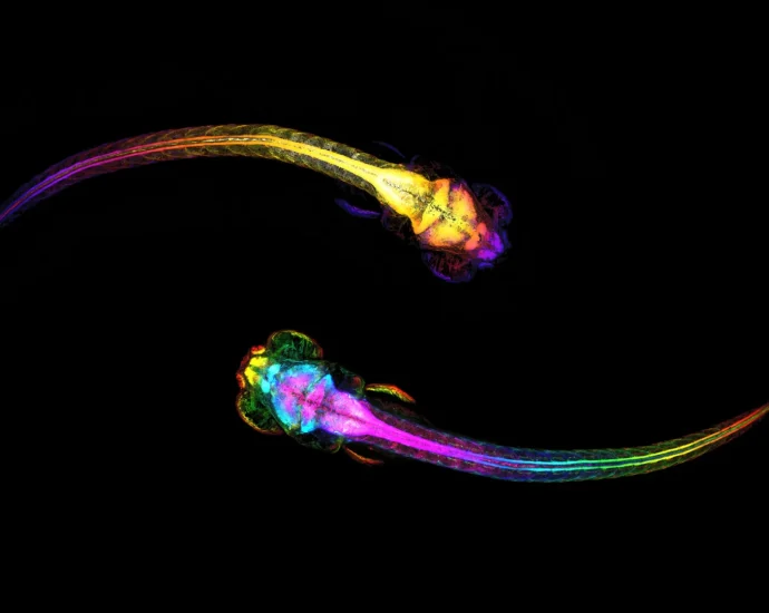 your-brain-starts-making-social-decisions-before-you-do