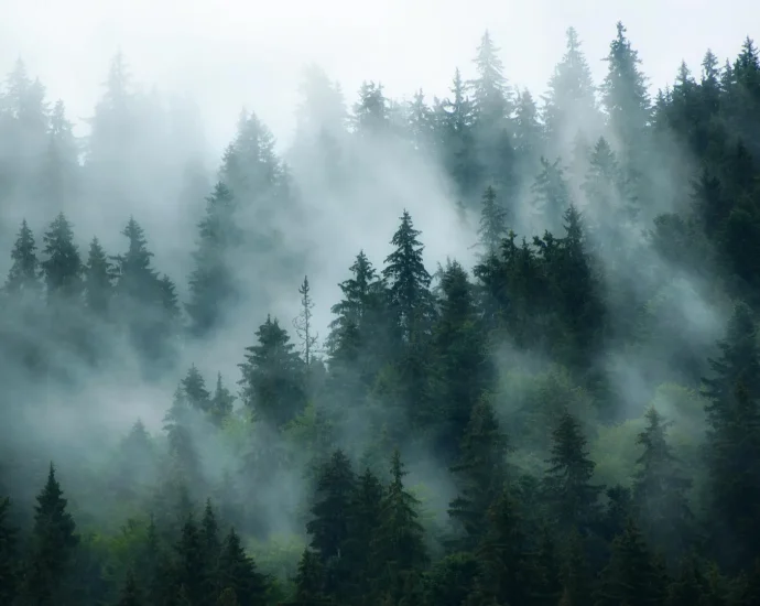 a-hidden-pollutant-is-changing-how-the-world’s-forests-breathe