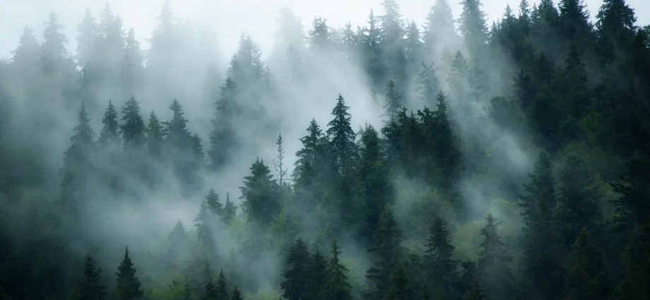 a-hidden-pollutant-is-changing-how-the-world’s-forests-breathe