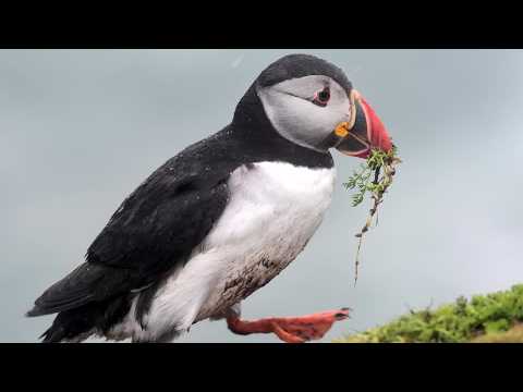 animals-may-replace-historic-figures-on-uk-banknotes