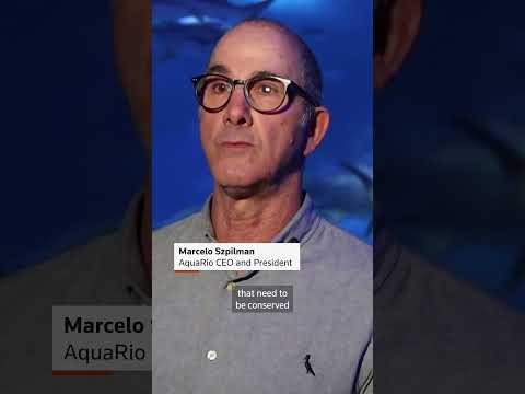🦈⚽-shark-predicts-brazil-win-in-first-world-cup-match