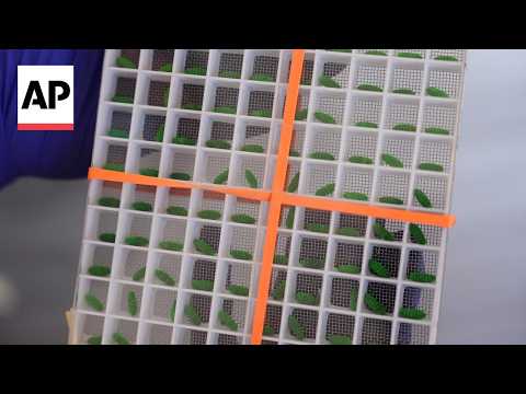 usda-official-confirms-new-world-screwworm-fly-case-in-south-texas