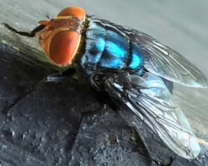flesh-eating-screwworm-returns-to-us.-after-60-years,-threatening-cattle-herd