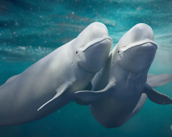 beluga-whales-keep-switching-mates-and-it-may-be-saving-their-species