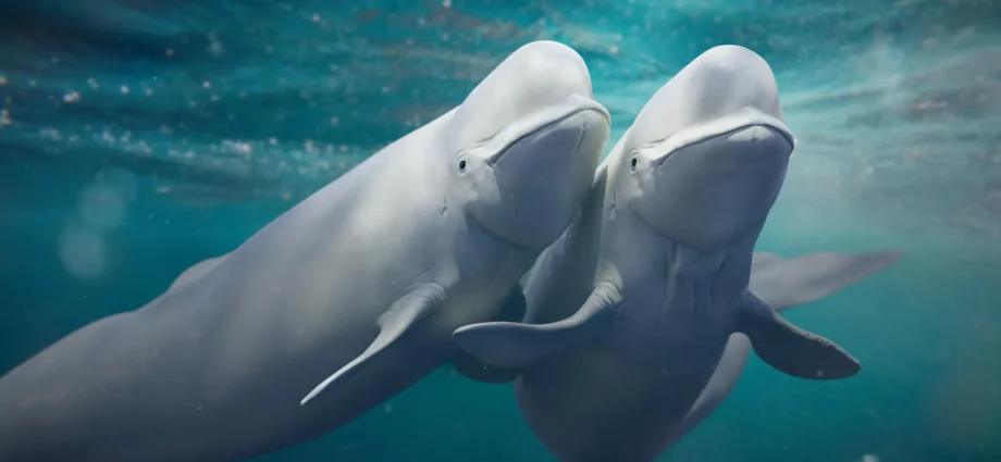 beluga-whales-keep-switching-mates-and-it-may-be-saving-their-species