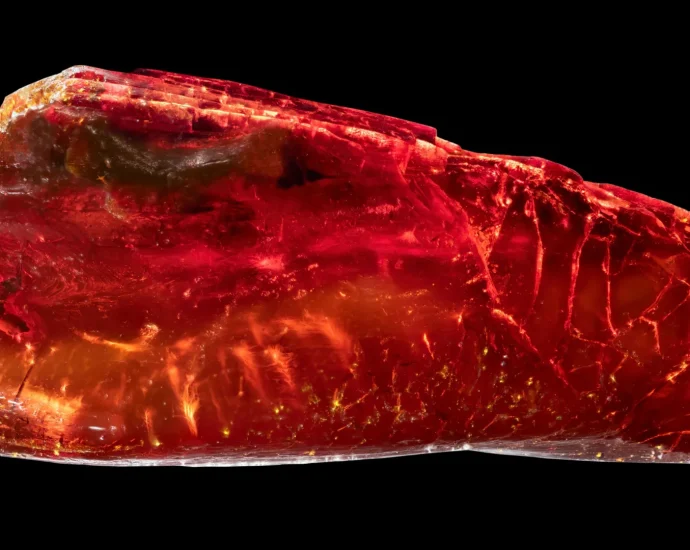 goethe-never-knew-this-40-million-year-old-ant-was-hidden-in-his-collection