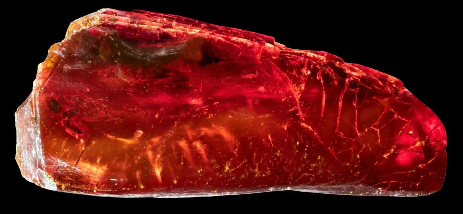 goethe-never-knew-this-40-million-year-old-ant-was-hidden-in-his-collection