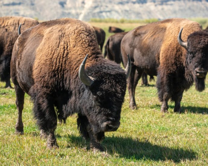 new-blm-grazing-rules-eliminate-tribal-buffalo-from-public-lands