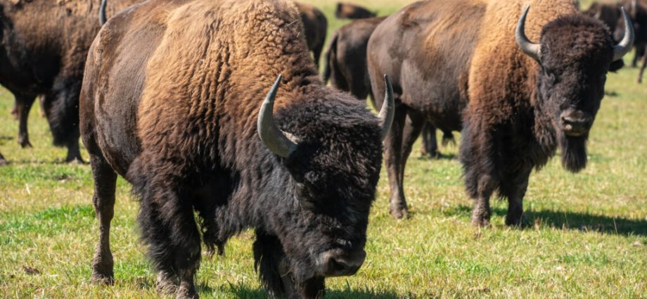 new-blm-grazing-rules-eliminate-tribal-buffalo-from-public-lands