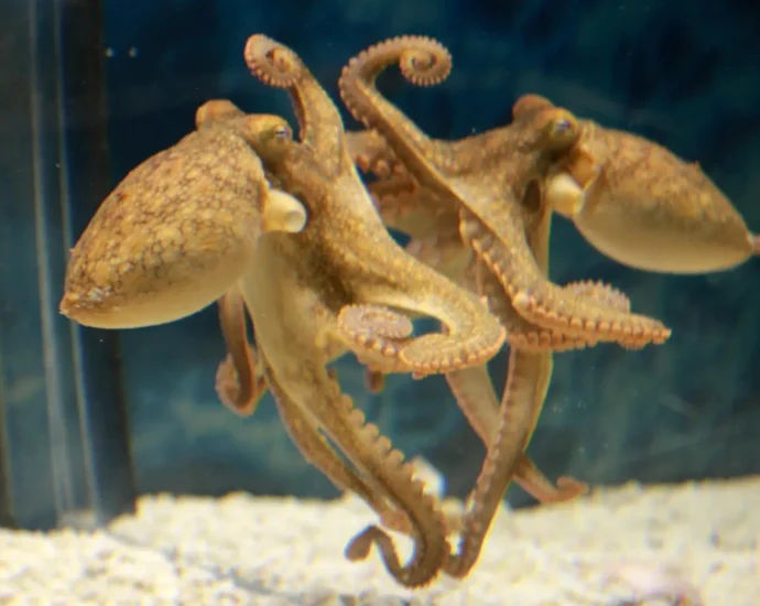 octopuses-use-mirrors-to-find-food-they-cannot-see