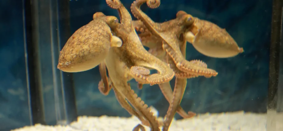 octopuses-use-mirrors-to-find-food-they-cannot-see