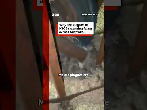 plagues-of-mice-terrorise-farmers-in-australia.-#australia-#mice-#bbcnews