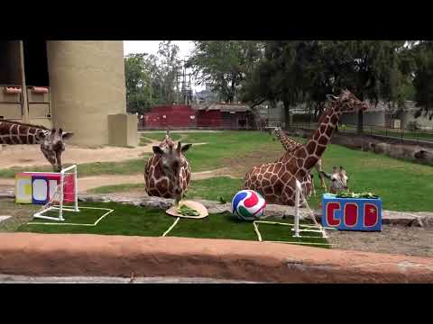 elephants-and-gorillas-predict-world-cup-outcomes-at-mexican-zoo