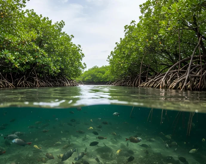 rising-seas-could-drown-mangroves-and-release-vast-stores-of-carbon