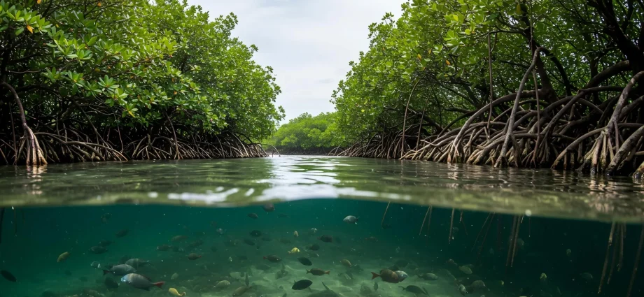 rising-seas-could-drown-mangroves-and-release-vast-stores-of-carbon