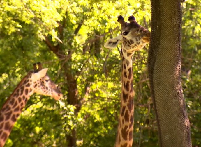 over-160k-sign-petition-opposing-data-center-next-to-nashville-zoo;-mayor-weighs-in