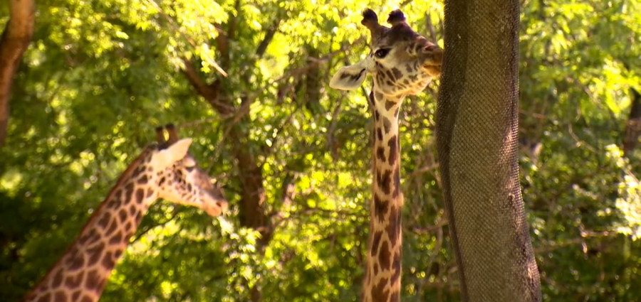 over-160k-sign-petition-opposing-data-center-next-to-nashville-zoo;-mayor-weighs-in