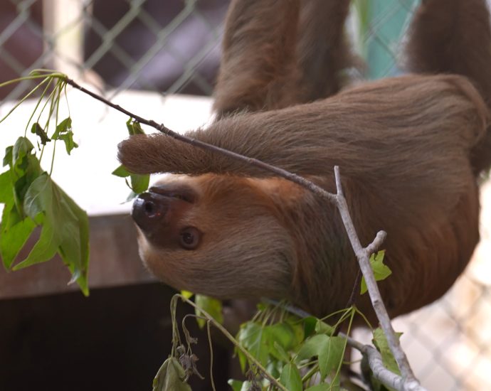 mass-sloth-deaths-in-florida-show-why-the-wildlife-trade-is-a-pandemic-risk