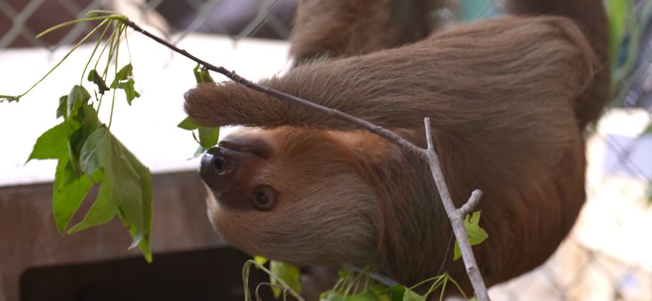mass-sloth-deaths-in-florida-show-why-the-wildlife-trade-is-a-pandemic-risk