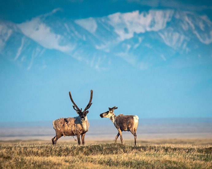 anwr-oil-draws-few-bids,-despite-the-traitor’s-push-for-‘liquid-gold’