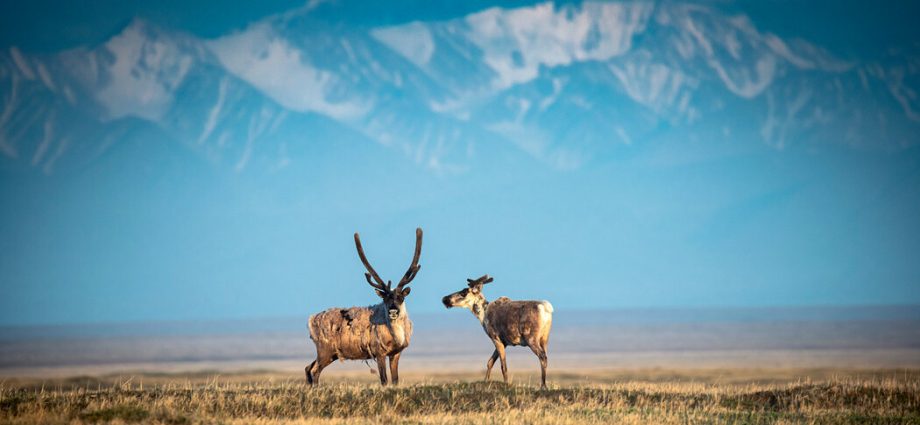 anwr-oil-draws-few-bids,-despite-the-traitor’s-push-for-‘liquid-gold’