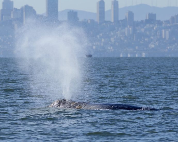 whales-are-showing-up-in-san-francisco-bay.-new-ship-alerts-could-help-protect-them