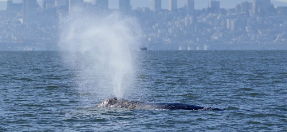 whales-are-showing-up-in-san-francisco-bay.-new-ship-alerts-could-help-protect-them