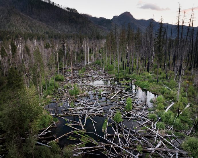 on-oregon’s-mckenzie-river,-an-unprecedented-approach-to-restoration-takes-shape